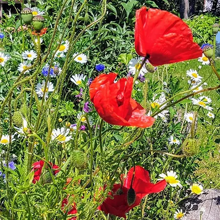 Fantastische Sonnenaufgaenge Ueber Dem Bodden