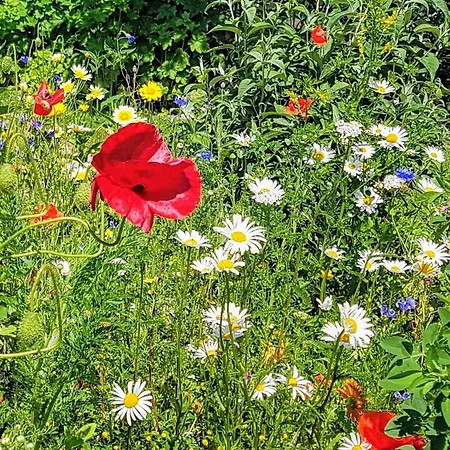 Fantastische Sonnenaufgaenge Ueber Dem Bodden *