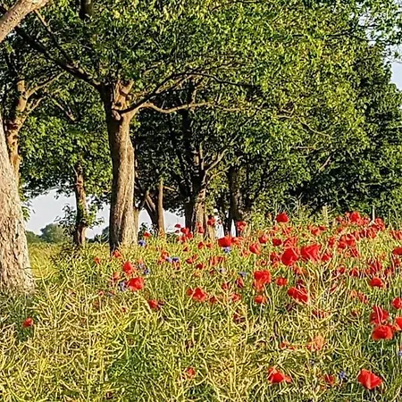 Fantastische Sonnenaufgaenge Ueber Dem Bodden Ummanz